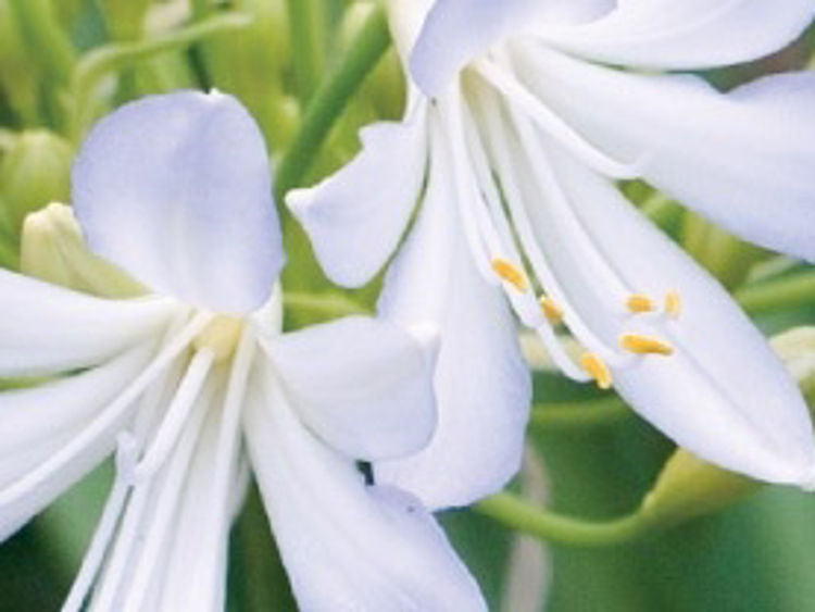 Agapanthus africanus Silver Baby AgaafrSB Dwarf African Lily, Dwarf Agapanthus, Lily of the Nile 140mm