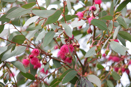 Eucalyptus leucoxylon Rosea EucleuRo Pink Flowering Yellow Gum