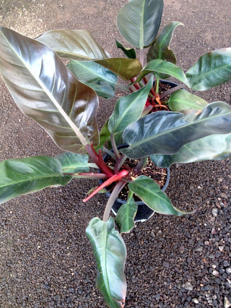 Philodendron hybrida Imperial Red PhihybIR 120mm