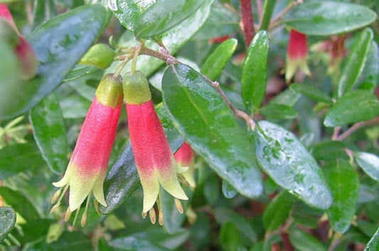 Correa glabra Corgla Rock Correa