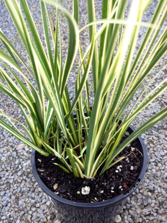 Acorus gramineus Variegata AcograVa Variegated Grass Leaf Sweet Flag Variegated Dwarf Sedge Variegated Japanese Sweet Flag 140mm