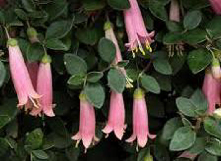 Correa pulchella Pink Mist CorpulPM Native Fuchsia