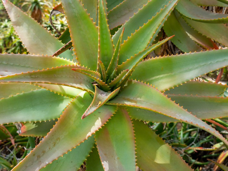 Aloe arborescens Aloarb Touch Aloe, Candlebra Aloe, Krantz Aloe, Succulent 200mm