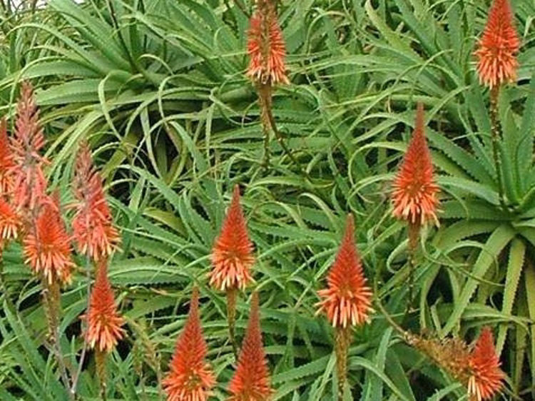 Aloe arborescens Aloarb Touch Aloe, Candlebra Aloe, Krantz Aloe, Succulent 200mm