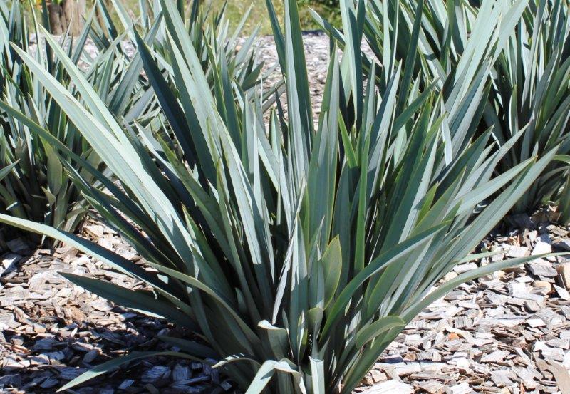 Dianella hybrida Clarity Blue PBR DiahybCB Flax Lily, DP401 140mm