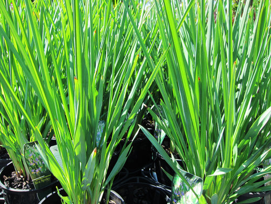 Dianella revoluta Seaspray DiarevSea Black Anther Flax Lily, Blueberry Flax Lily, Spreading Flax Lily