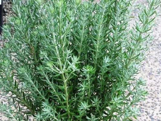 Westringia fruticosa Funky Chunky WesfruFC Native Rosemary, Coastal Rosemary, Coast Rosemary 140mm