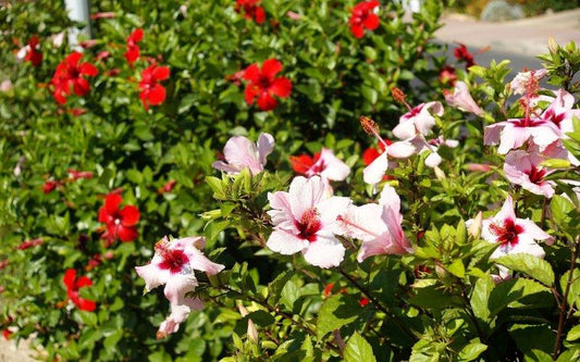 Hibiscus Assorted HibAss Hibiscus Flower, China Rose , Lipstick Flower 200mm