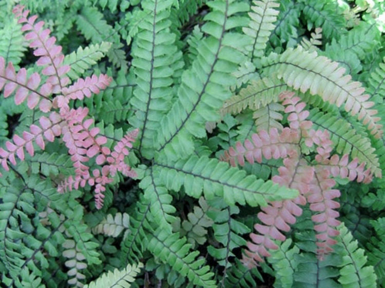 Adiantum hispidulum Adihis Rough Maidenhair Fern