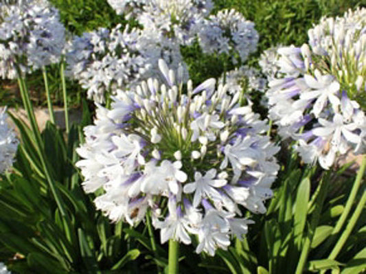 Agapanthus praecox Queen Mum