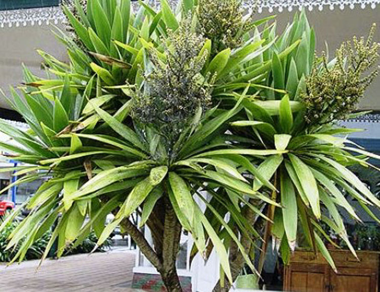 Cordyline obtecta Kaspar CorobtKas Three Kings Cabbage Tree, Norfolk Cabbage Tree, Cabbage Palm