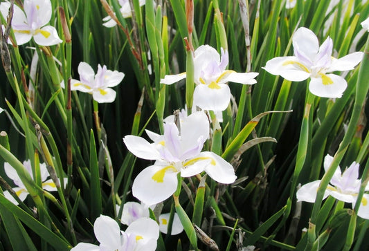 Dietes grandiflora Diegra Large Wild Iris, Fairy Iris