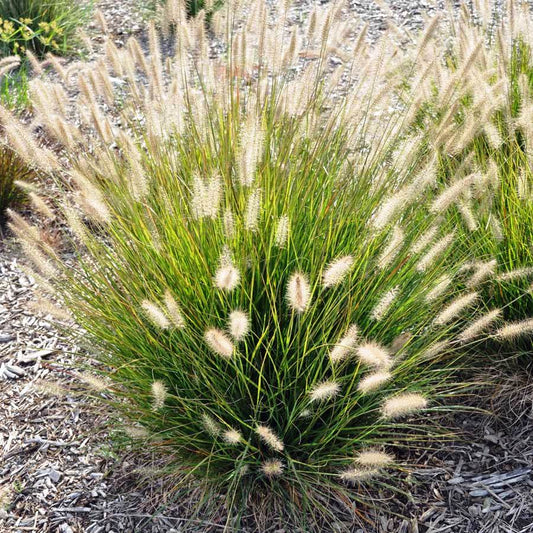 Pennisetum alopecuroides Penalo Fountain Grass, Swamp Foxtail