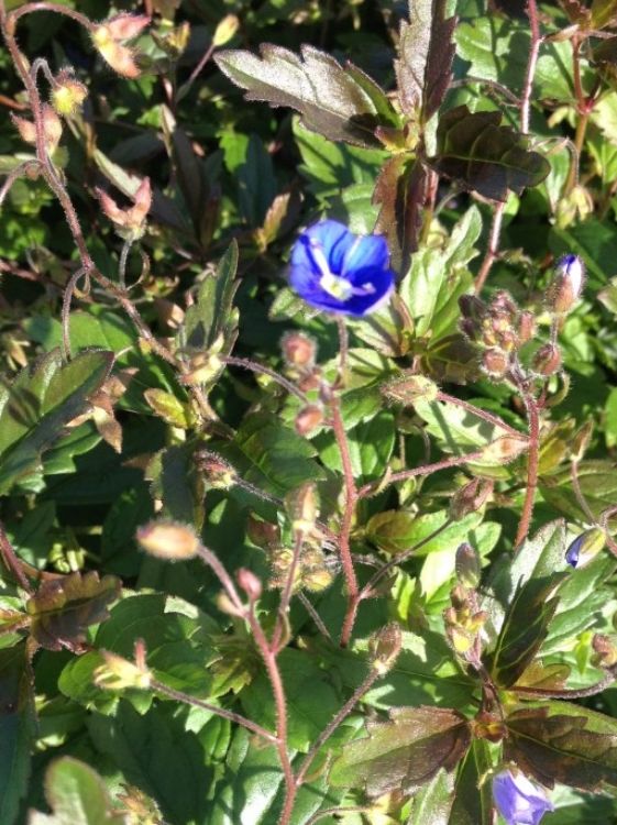 Veronica umbrosa Oxford Blue VerumbOB Creeping Speedwell