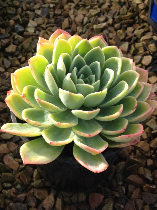 Echeveria hybrida Coolvue EchhybCoo Mexican Hens and Chicks, Succulent