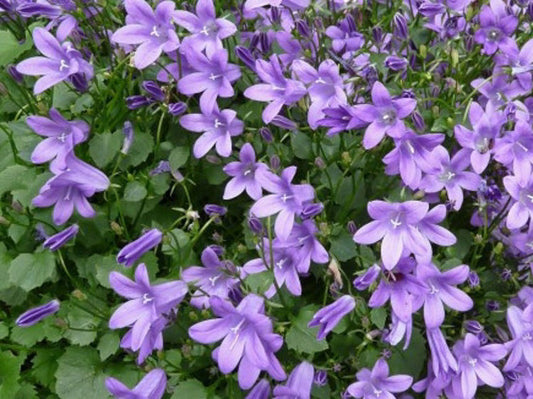 Campanula poscharskyana Campos Trialling Bellflower, Serbian Bellflower