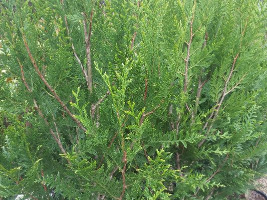 Thuja plicata Fastigiata ThupliFa Upright Western Red Cedar, Pacific Red Cedar, Giant Arborvitae, Canoe Cedar, Conifer