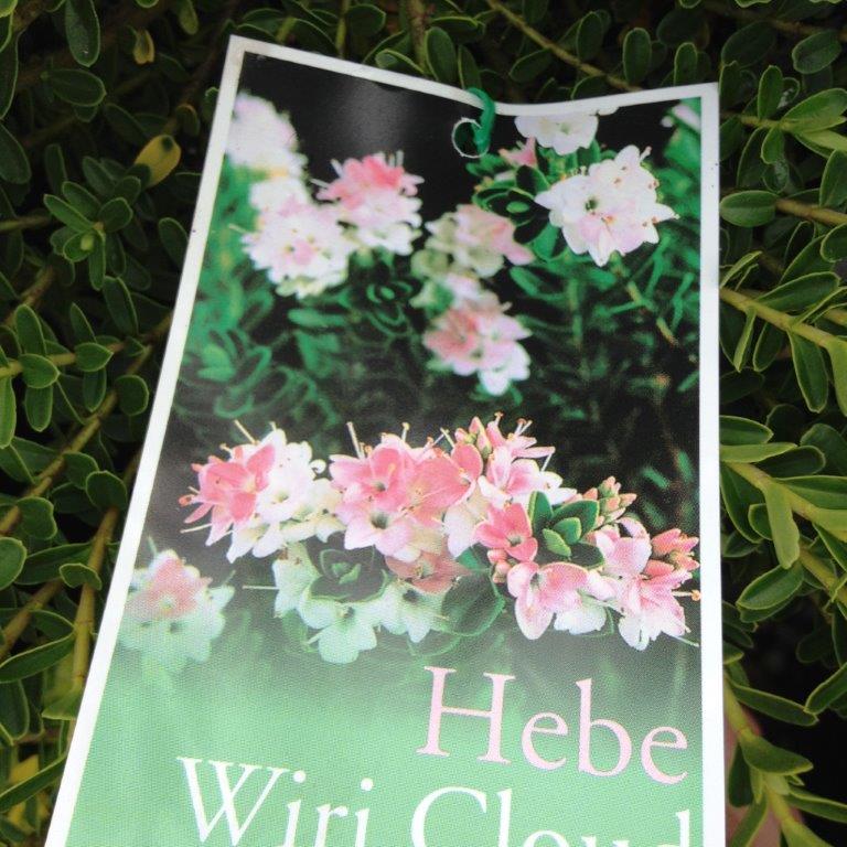 Hebe hybrida Wiri Cloud HebhybWCl 200mm