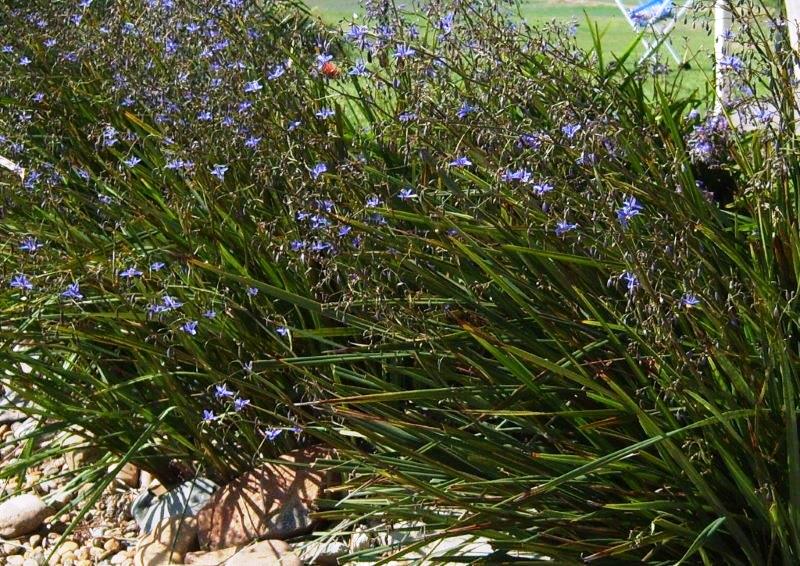 Dianella revoluta Revelation PBR DiarevRev Black Anther Flax Lily, Blueberry Flax Lily, Spreading Flax Lily, DRG04