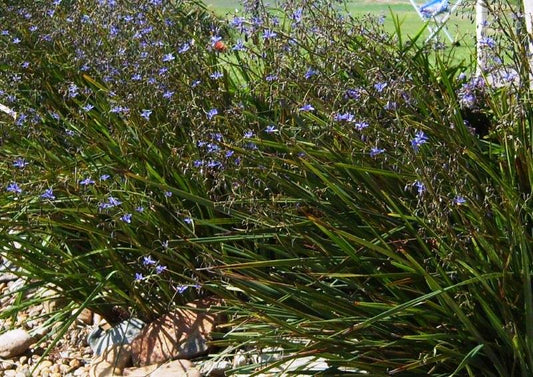 Dianella revoluta Revelation PBR DiarevRev Black Anther Flax Lily, Blueberry Flax Lily, Spreading Flax Lily, DRG04