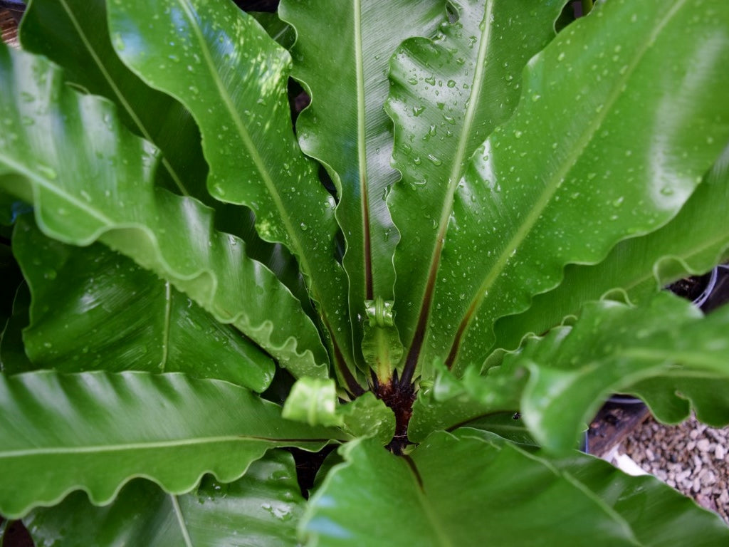 Asplenium australasicum Aspaus Birds Nest Fern, Crows Nest Fern