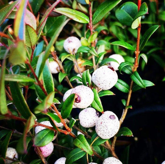 Austromyrtus dulcis Ausdul Syn Myrtus dulcis, Midgen Berry, Midyim Berry