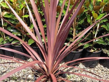 Cordyline australis Pocahontas CorausPoc Cabbage Tree, Cabbage Palm