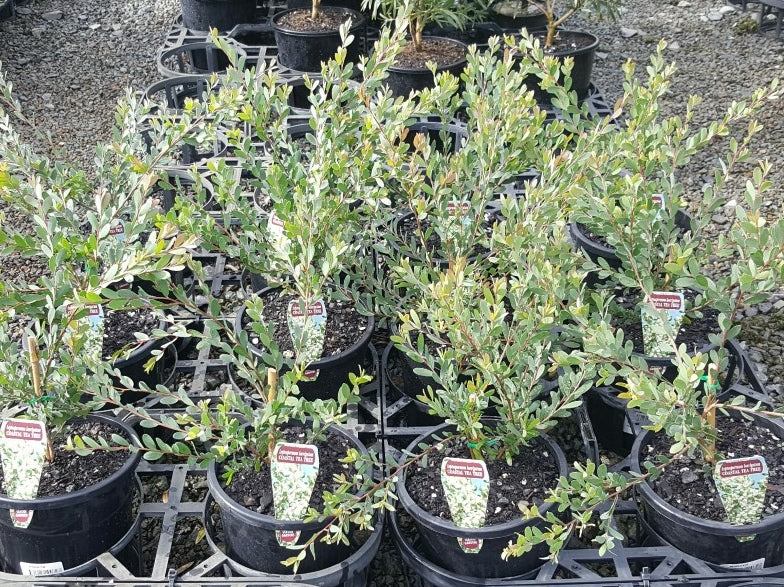 Lep Tree Leptospermum laevigatum Leplae Coastal Tea Tree 140mm – awesomeplants