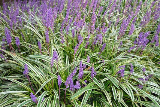 Liriope muscari Variegata LirmusVa Variegated Lilyturf, Lily Turf, Border Grass, Monkey Grass 140mm