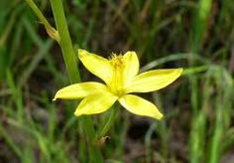 Bulbine bulbosa Bulbul Syn Bulbinopsis bulbosa, Anthericum bulbosum, Bulbine Lily