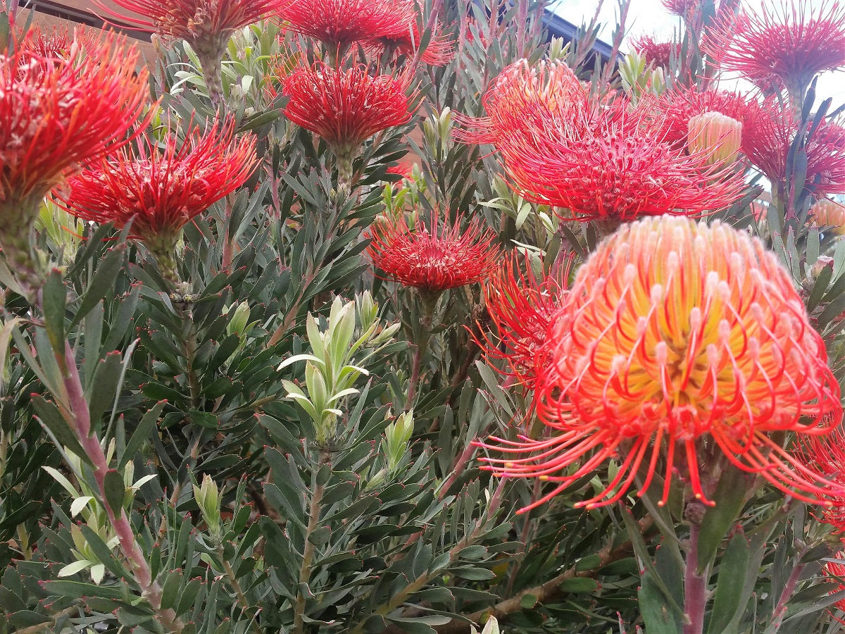 Leucospermum reflexum So Exquisite LeurefSE Rocket Pincushion 140mm