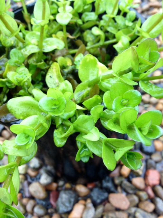 Bacopa caroliniana Baccar Giant Red Bacopa, Lemon Bacopa, Water Hyssop