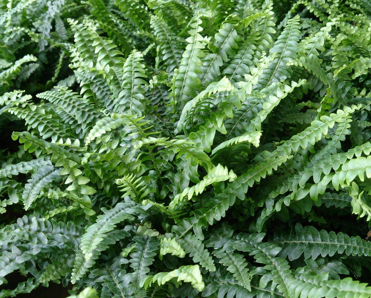 Nephrolepis exaltata Nepexa Sword Fern