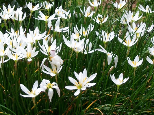 Zephyranthes candida Zepcan Autumn Zephyr Lily, White Windflower, Peruvian Swamp Lily 140mm