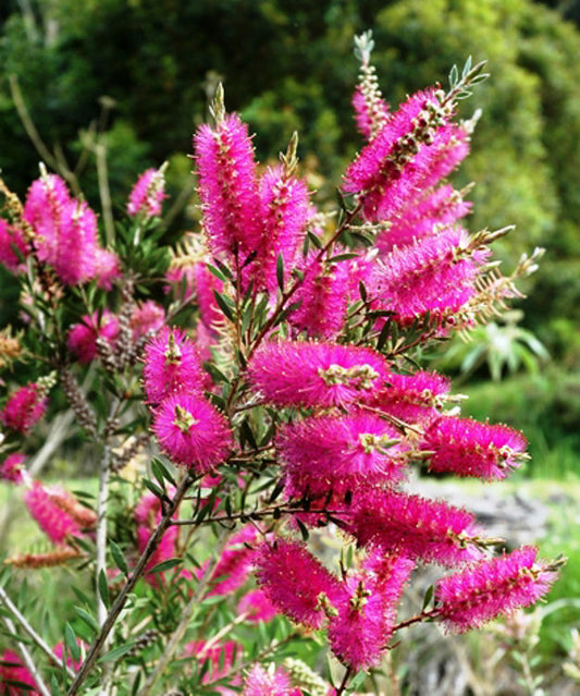 Callistemon hybrida Purple Splendour CalhybPSt Bottlebrush 140mm