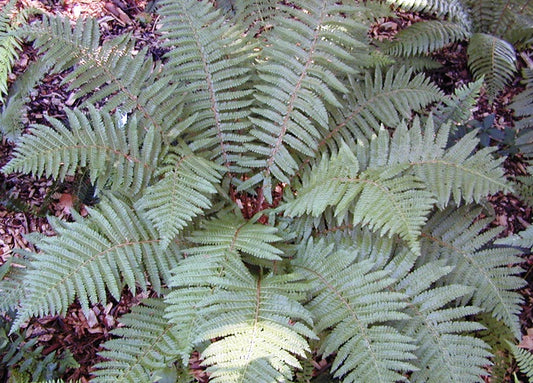 Polystichum retroso paleaceum Polrp Japanese Sword Fern 70mm