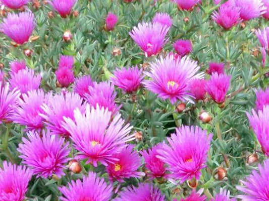 Mesembryanthemum hybrida Pink MeshybPi Pigface, Succulent