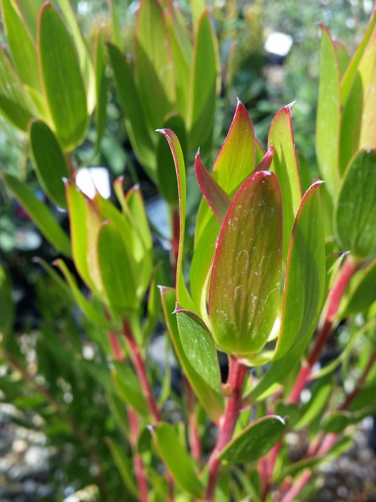 Leucadendron gandogeri Leugan Conebush