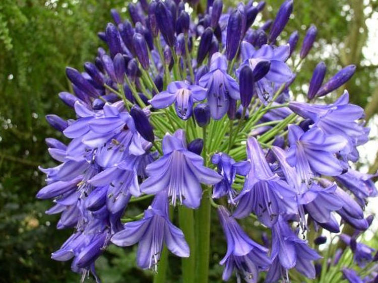 Agapanthus hybrida Purple Cloud AgahybPC Lily of the Nile, African Lily