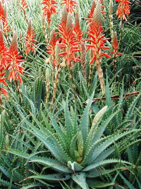 Aloe spinosissima Alospi Spider Aloe, Succulent