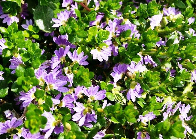 Scaevola aemula Mauve Clusters ScaaemMC Fan Flower, Fairy Fan Flower