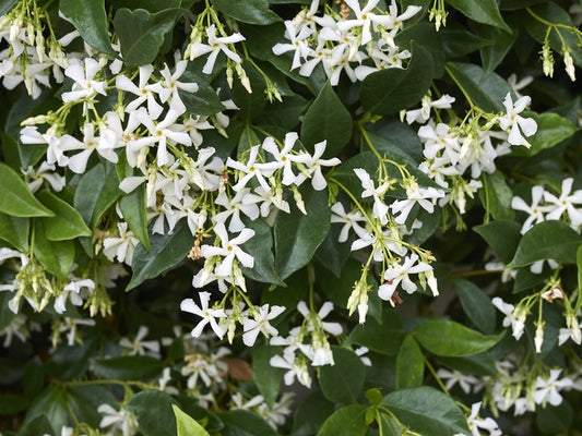 Trachelospermum jasminoides Trajas Chinese Star Jasmine, Star Jasmine, Star Jessamine