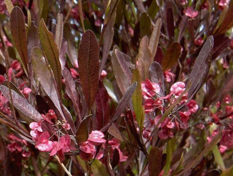 Dodonaea viscosa Purpurea DodvisPu Purple Wedge Leaf Hop Bush, Sticky Hop Bush, Hopbush