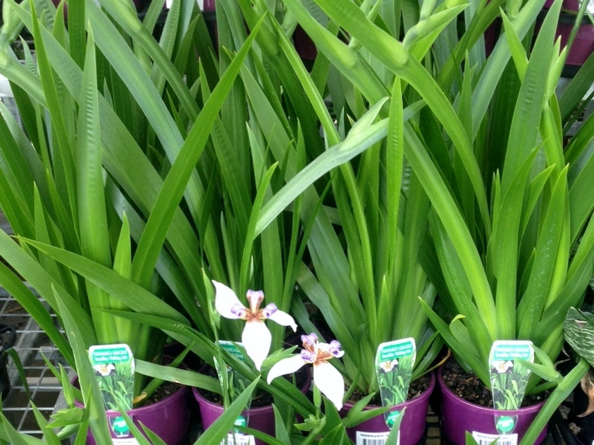 Neomarica gracilis Neogra Walking Iris 200mm