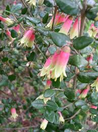 Correa reflexa backhousiana Marians Marvel CorrbMM Native Fuchsia