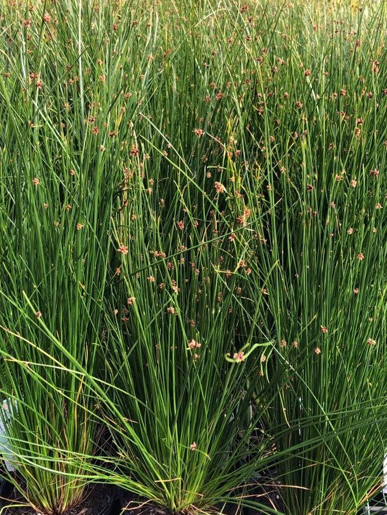 Ficinia nodosa Ficnod Syn Isolepis nodosa, Knobby Club Rush, Knotted Club Rush