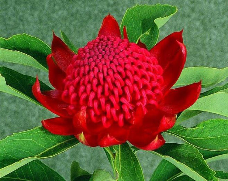 Telopea speciosissima oreades Shady Lady Crimson TelsoSLC Waratah 140mm