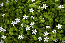 Pratia pedunculata Praped Matted Pratia, Trailing Pratia, Blue Star Creeper