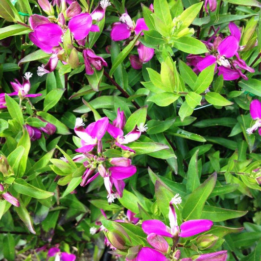 Polygala myrtiflora Grandiflora PolmyrGra Sweet Pea Shrub 200mm