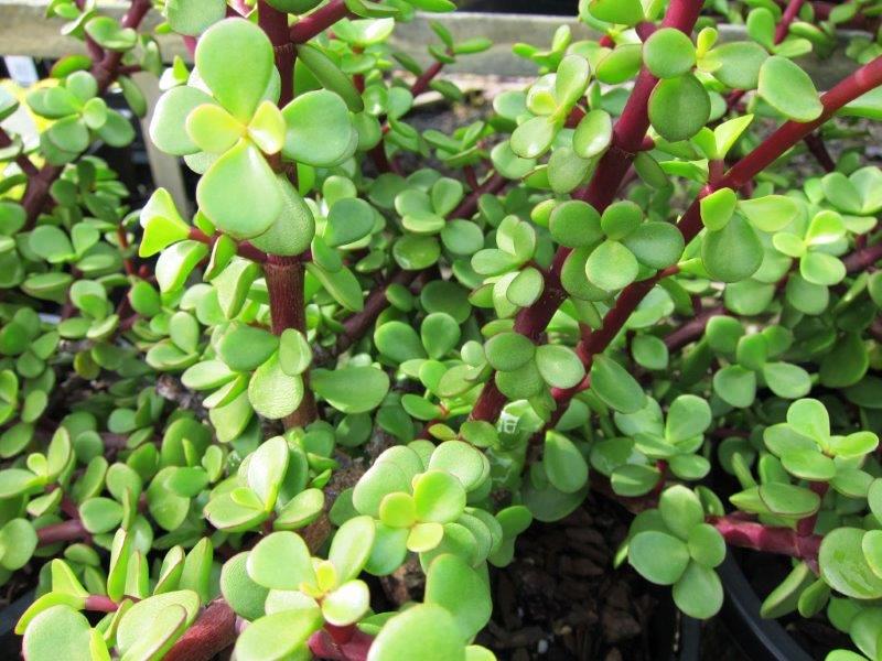 Portulacaria afra Porafr Syn Portulacaria portulacaria, Elephant Bush, Dwarf Jade, Succulen